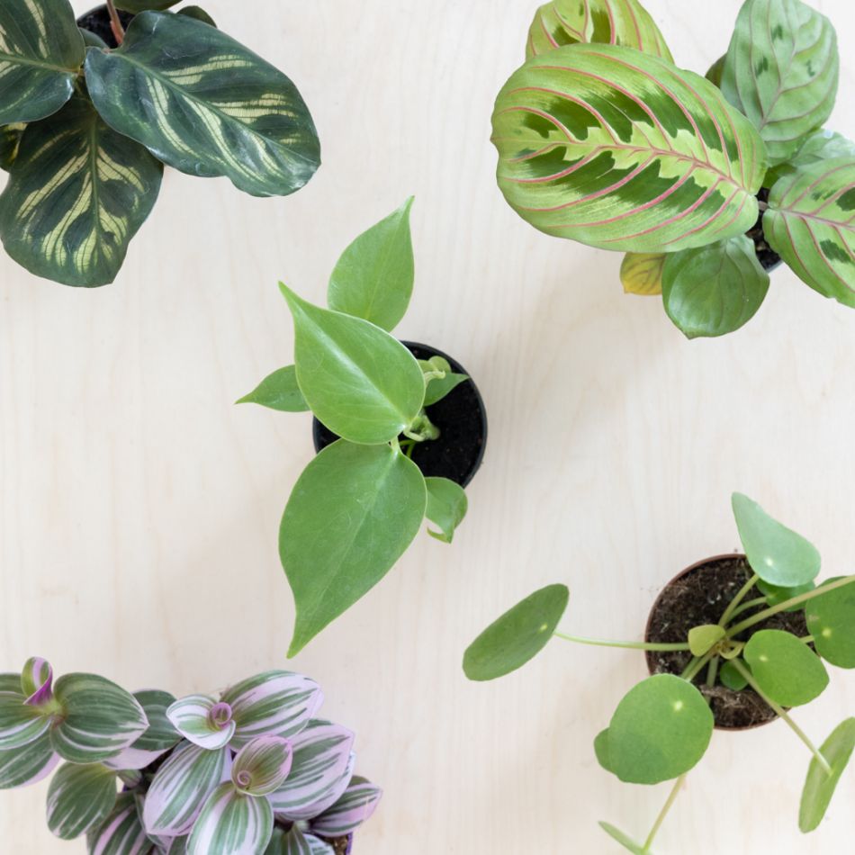 Mini Urban Jungle Plantenbox
