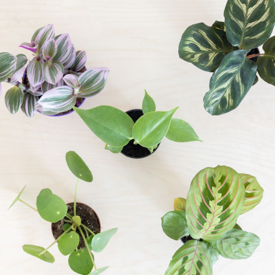 Mini Urban Jungle Plantenbox