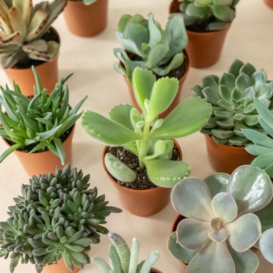 Mini Vetplantjesbox (20 stuks)