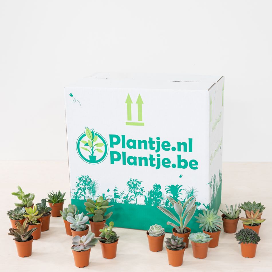 Mini Vetplantjesbox (20 stuks)