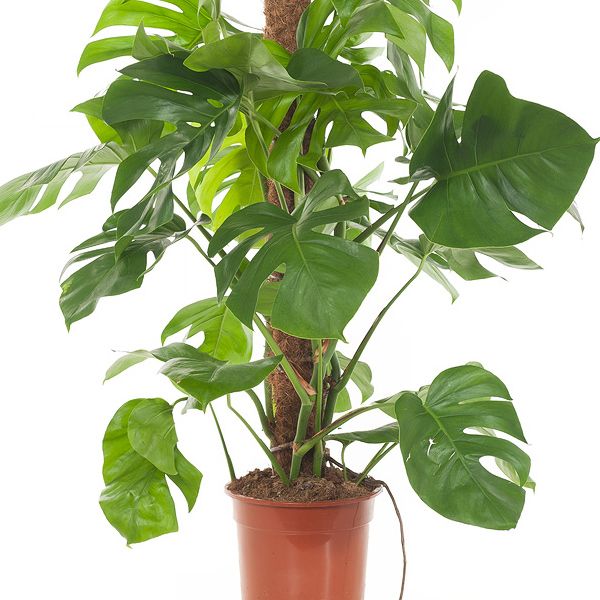 Monstera blad