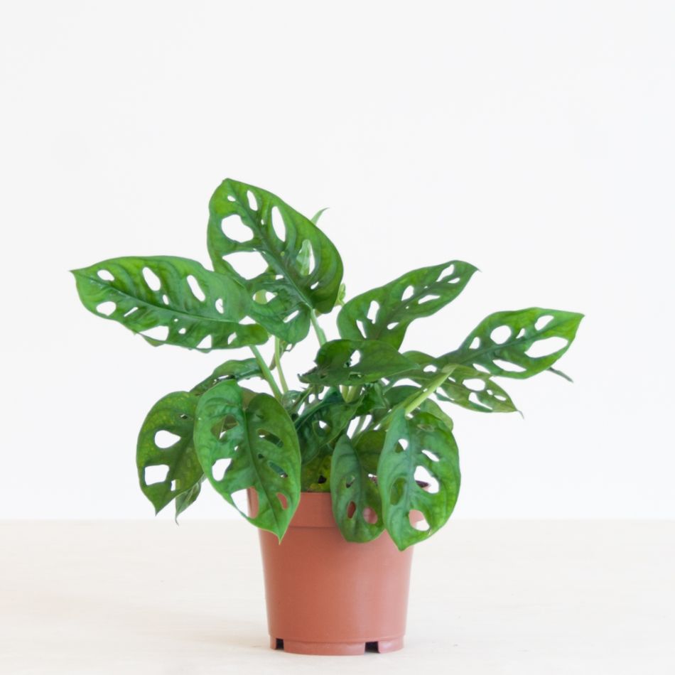 Monstera Adansonii - Monkey Mask - P12