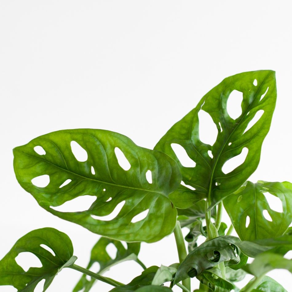 Monstera-Adansonii-p12-5