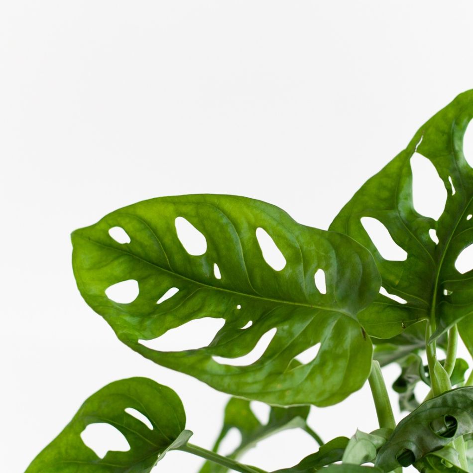 Monstera-Adansonni-p12-4 1