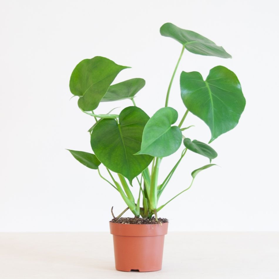 Monstera-Deliciosa-p12-2