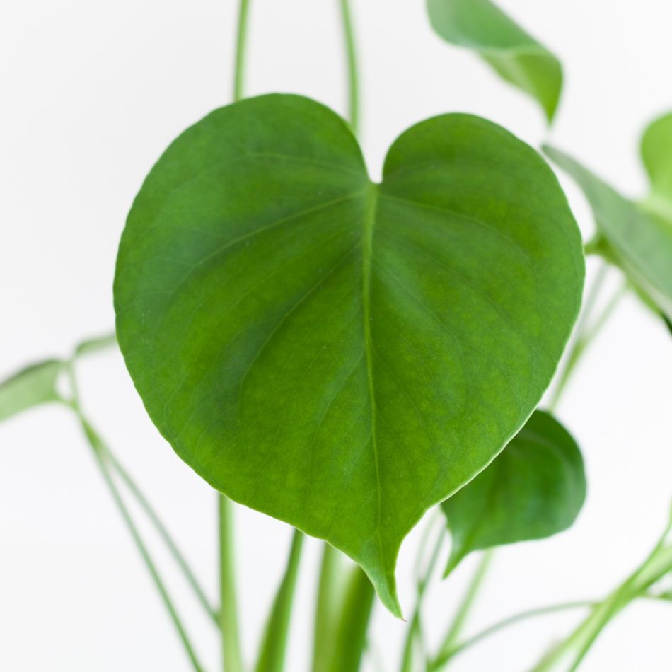 Monstera-Deliciosa-p12-3 1