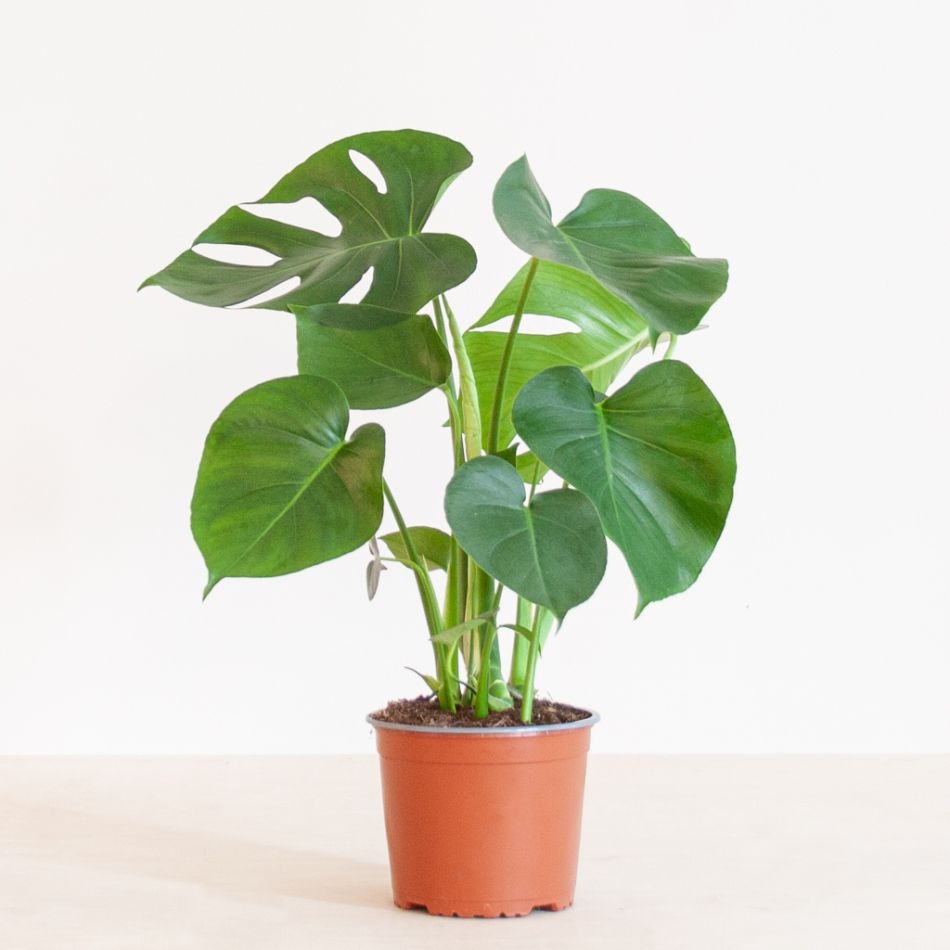 Monstera-Deliciosa-p17-2