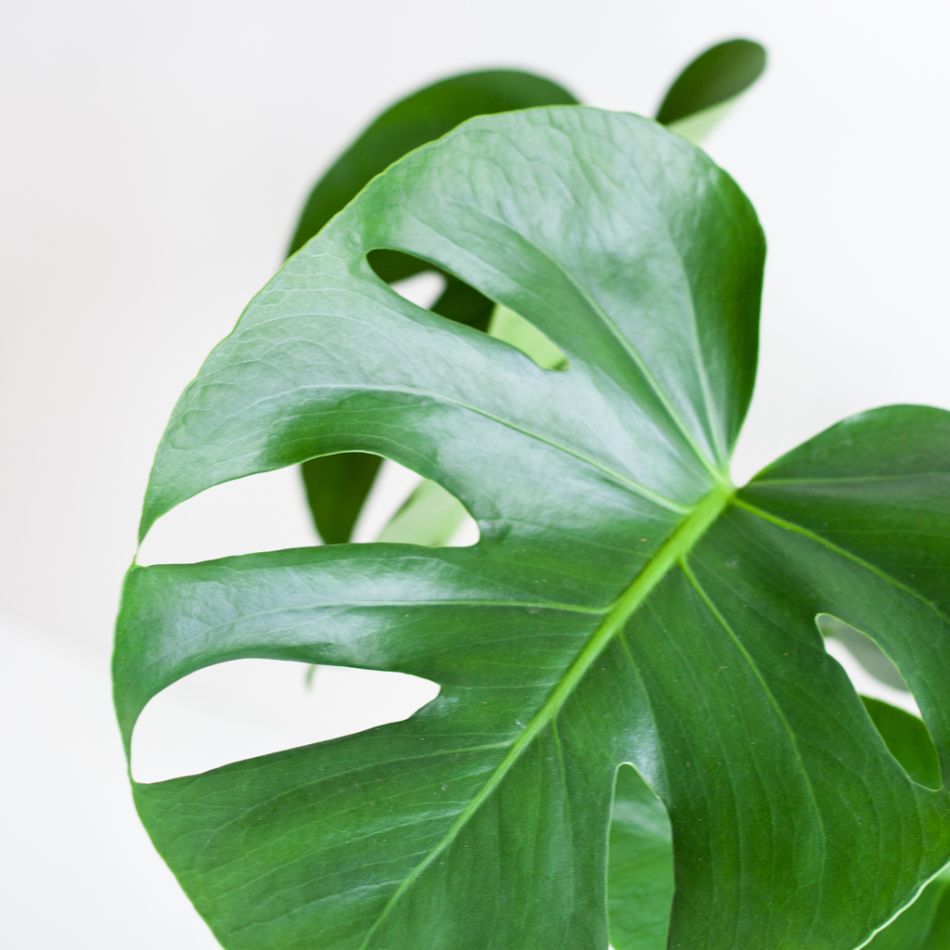 Monstera Plantenbox (3 stuks)