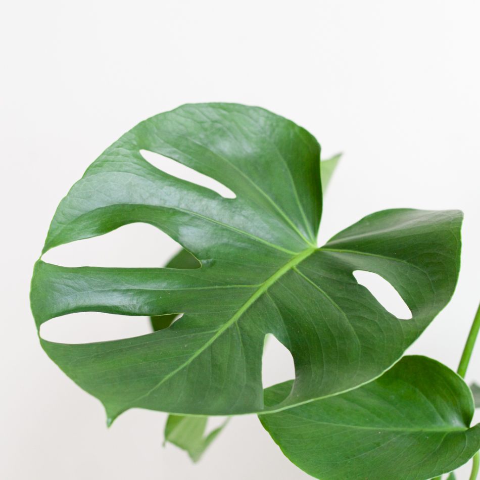 Monstera Deliciosa - Gatenplant - inclusief Jute Pot Wit - P17