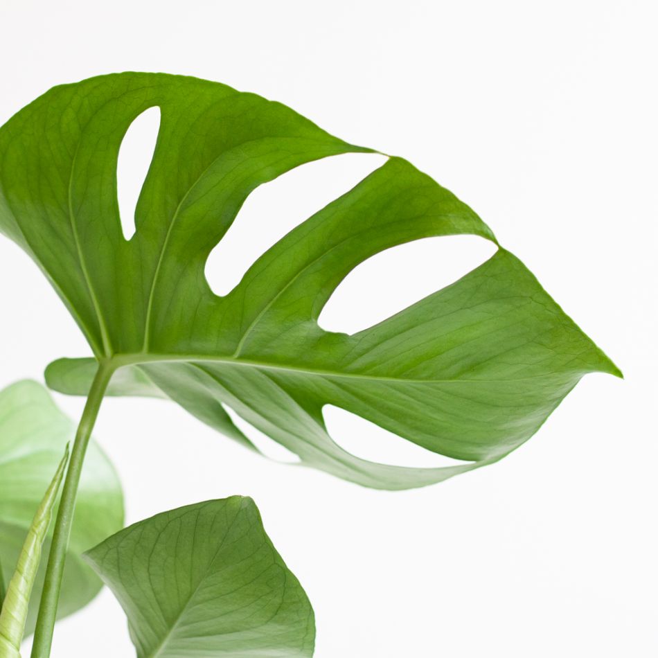 Monstera Deliciosa - Gatenplant - inclusief Jute Pot Zwart- P17