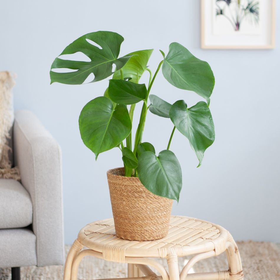 Monstera-Deliciosa-p17-Lifestyle