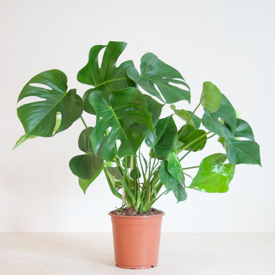 Monstera Siltepecana