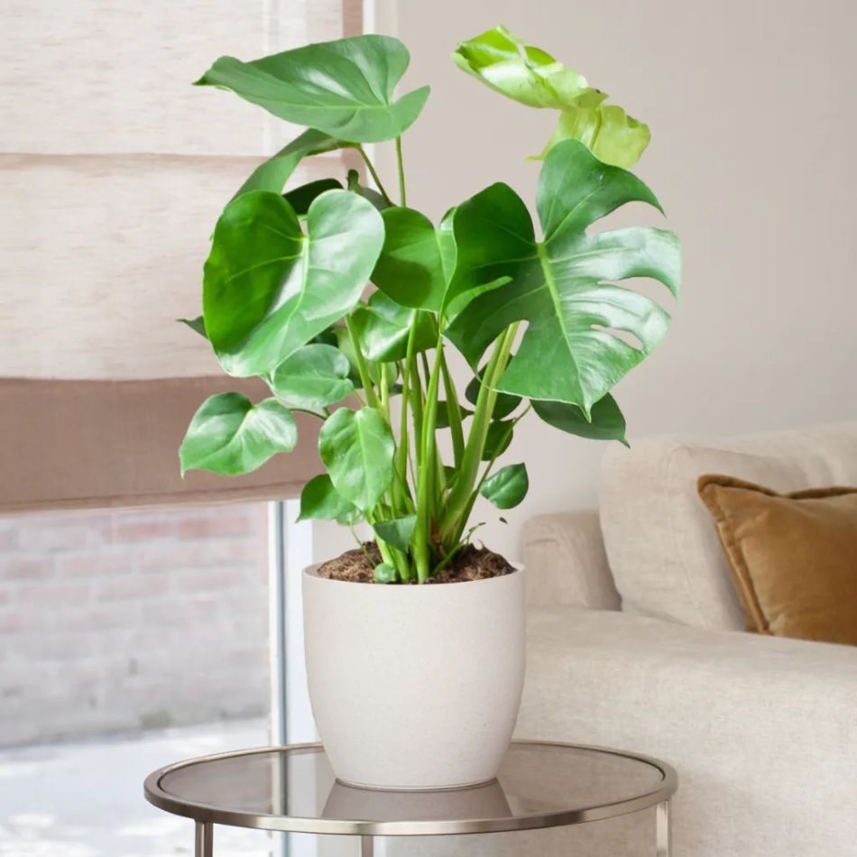 Monstera kopen