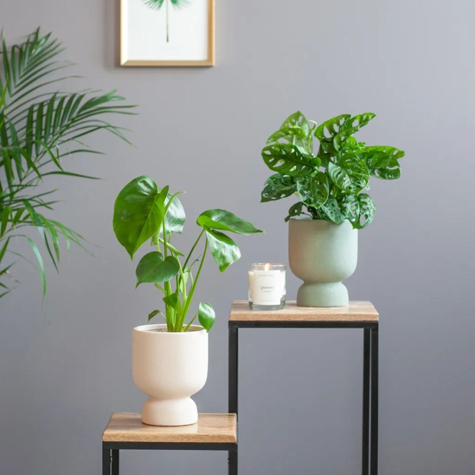 Monstera-Duo-P12-1024