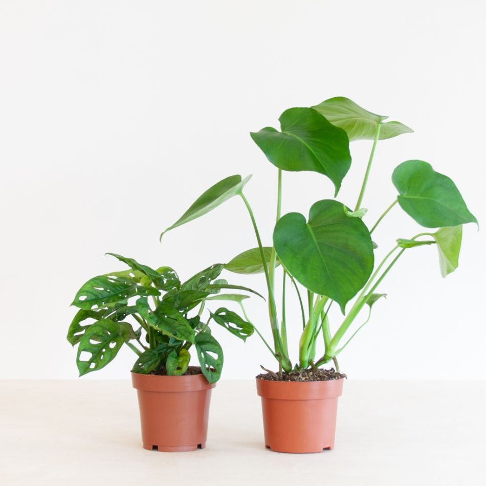 Monstera-Duo-p12-1