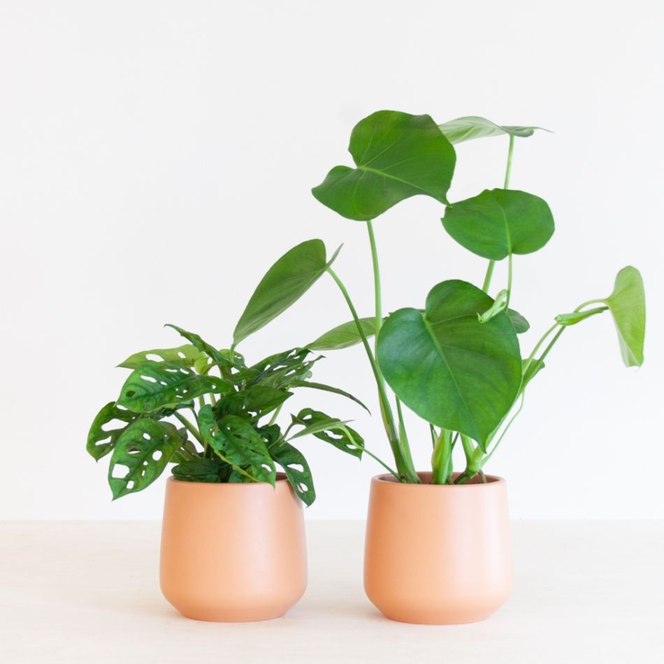 Monstera-Duo-p12-2