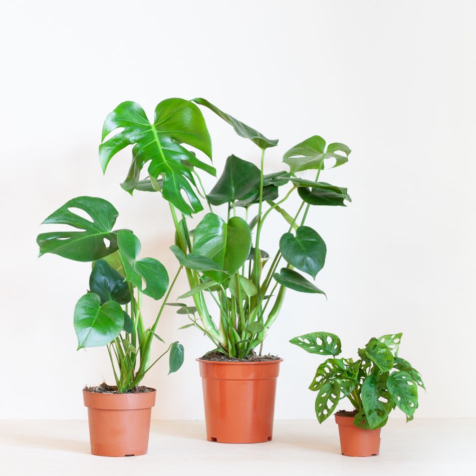 Monstera Plantenbox (3 stuks)