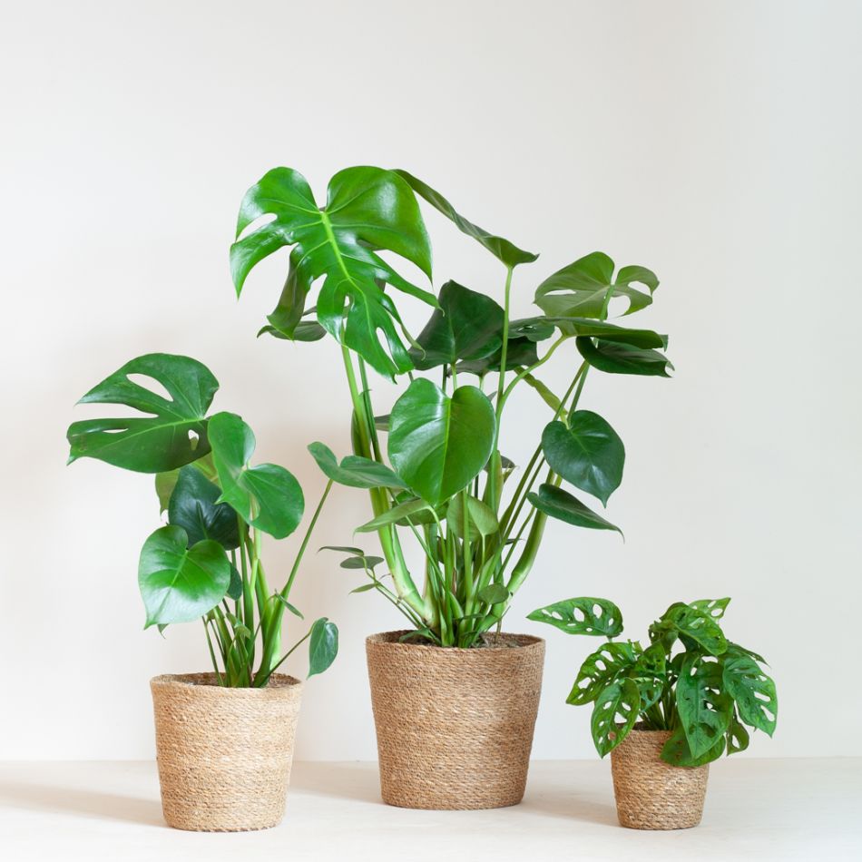 Monstera Plantenbox (3 stuks)