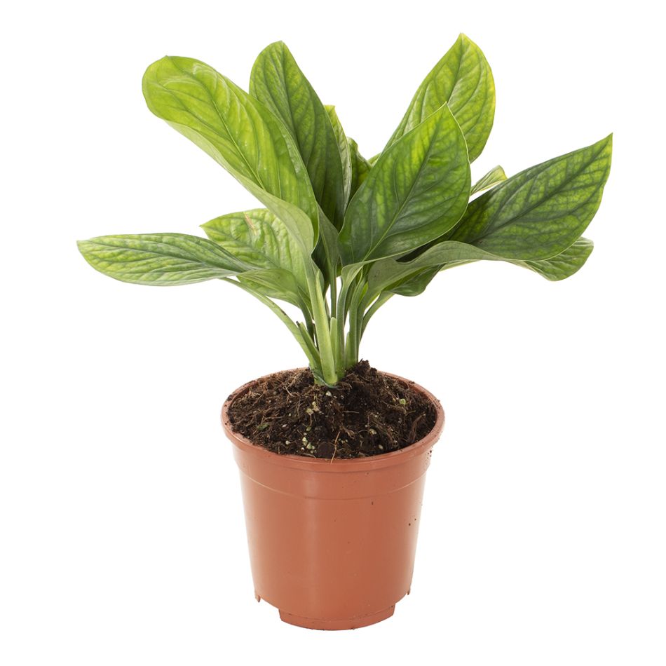 Monstera Pinnatipartita