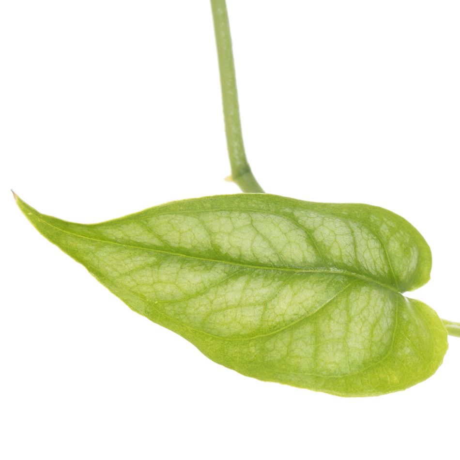 Monstera Siltepecana blad