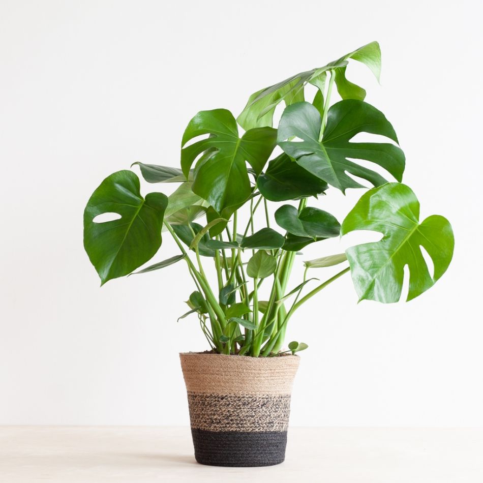 Monstera-deliciosa-P21-lissabon-zwart-2-1024