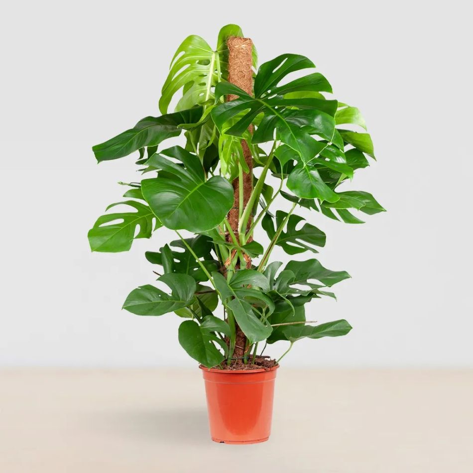 Monstera gatenplant kopen