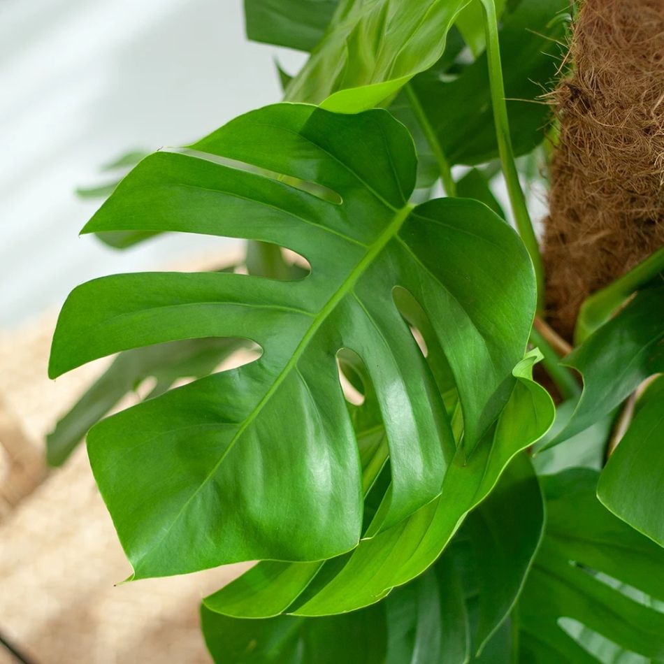 monstera deliciosa closeup
