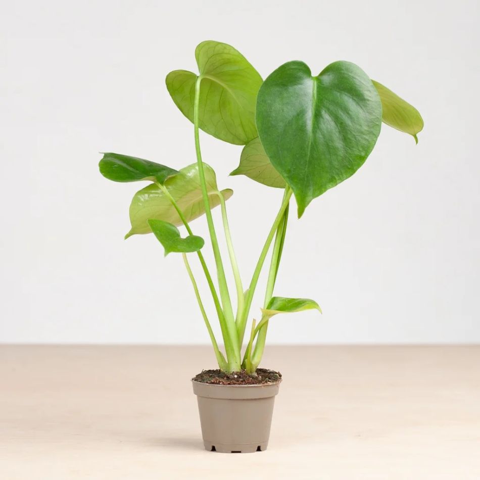 Mini monstera