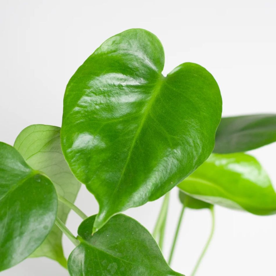 baby monstera