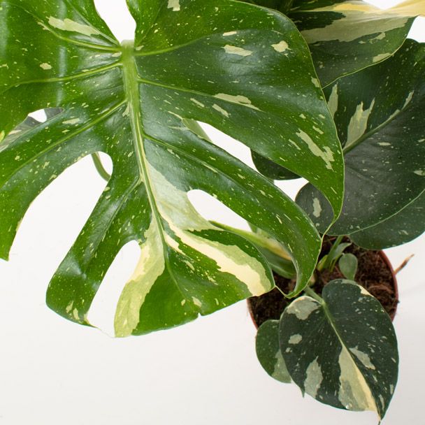 Monstera Thai Constellation