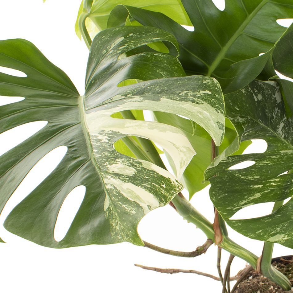 monstera variegata blad