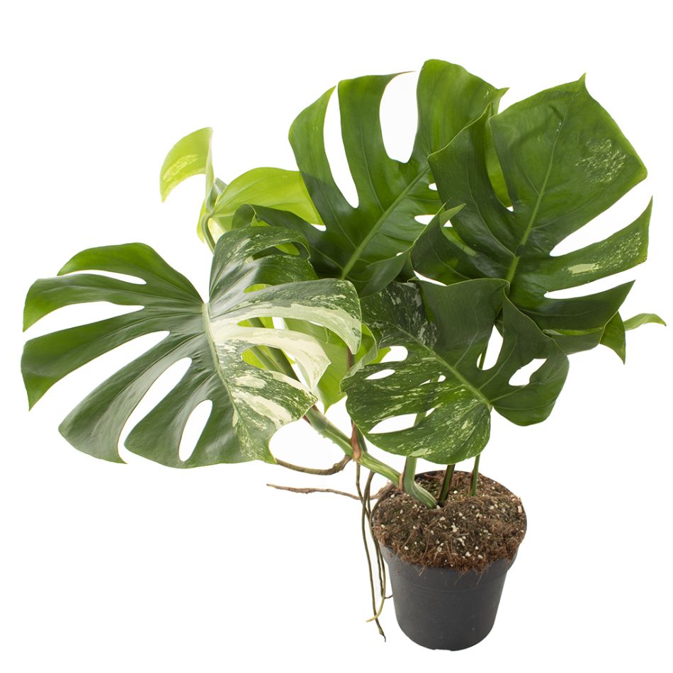 bonte monstera