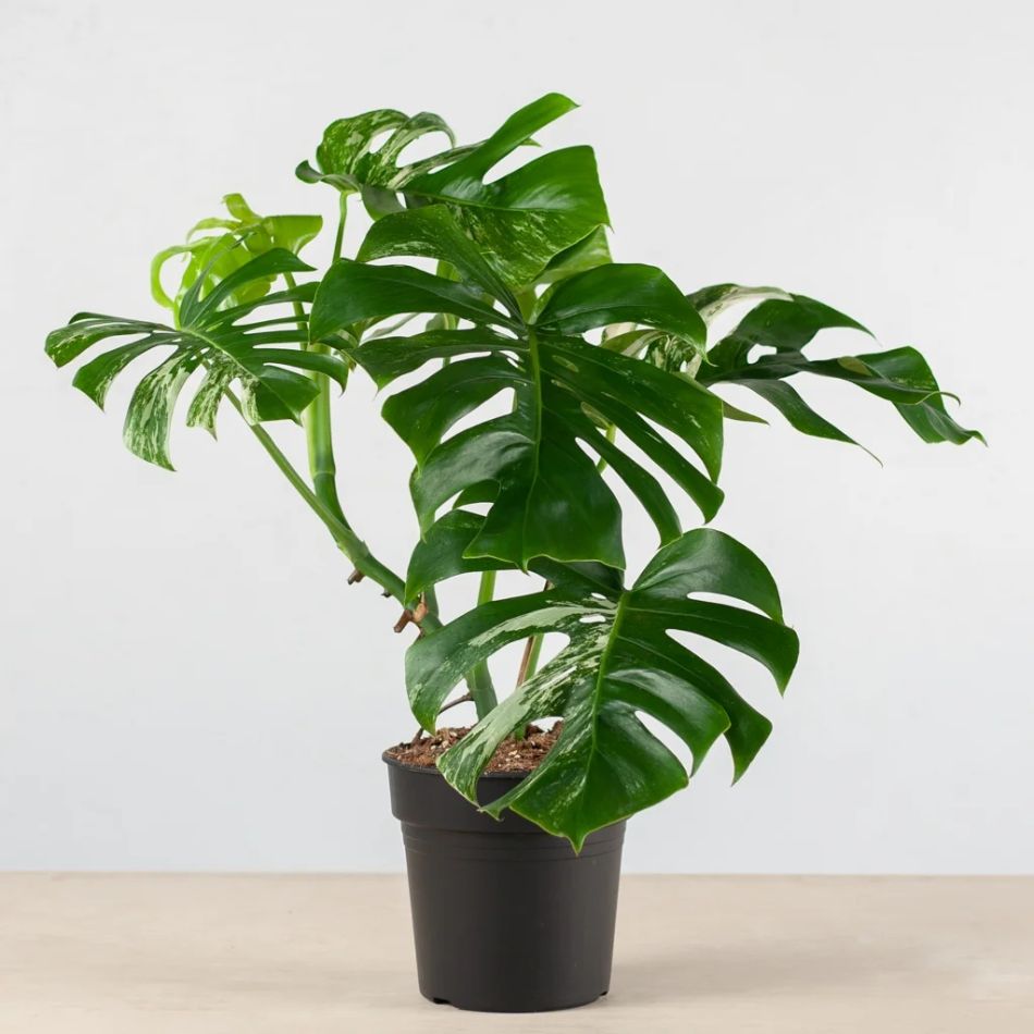 Monstera Variegata