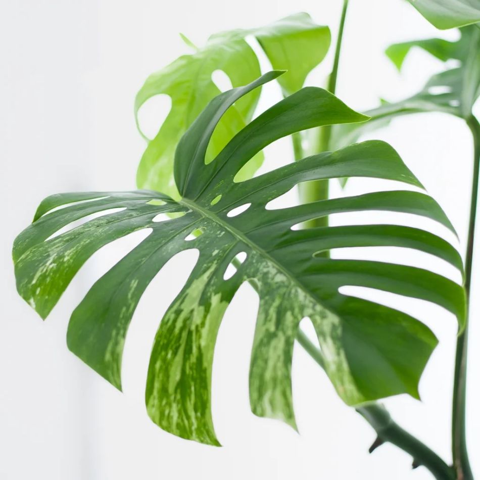 Monstera Variegata