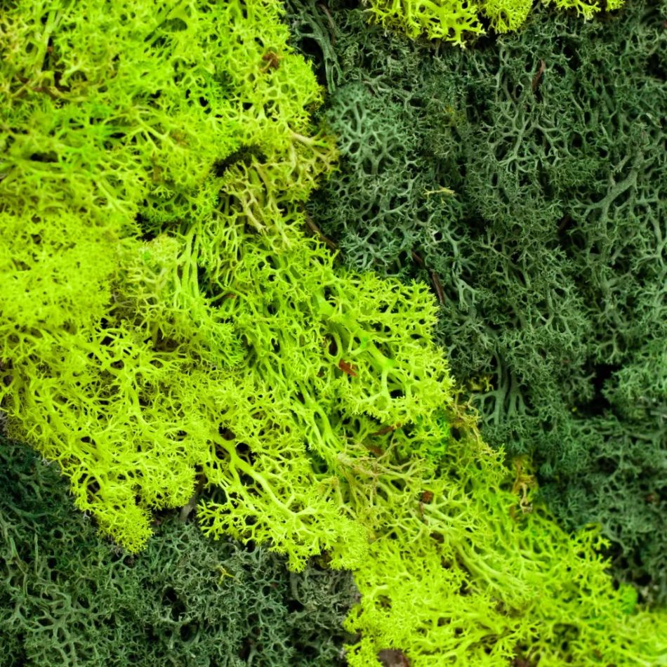 Mosschilderij-closeup-algemeen-1024-2 1