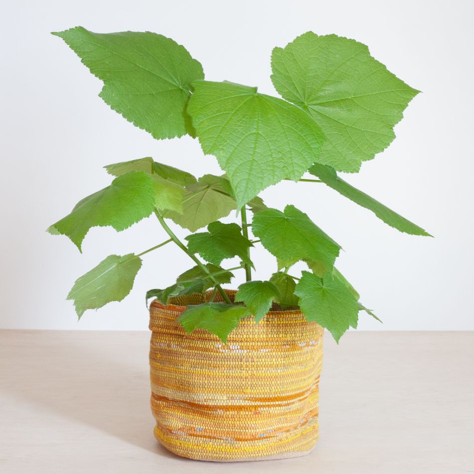 Sparmannia Africana - Kamerlinde - P17