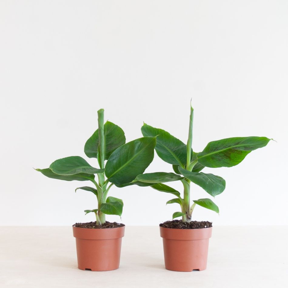 Musa-Duo-p12-1