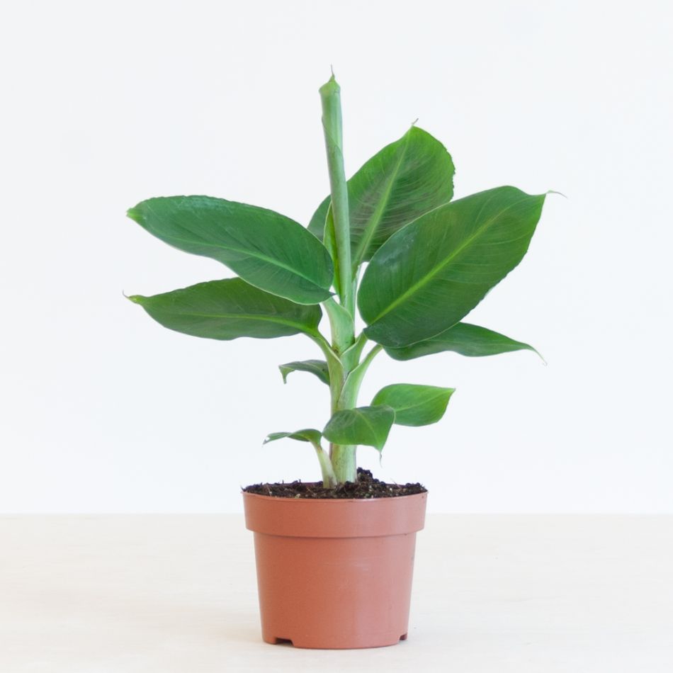 Bananenplant - Musa Tropicana - P12