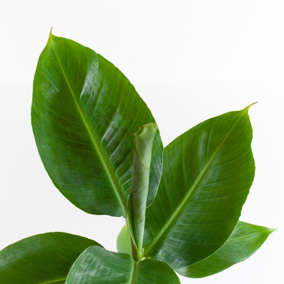 Musa-Tropicana-p12-8