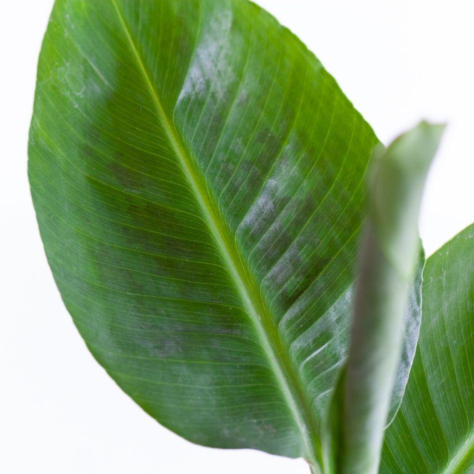 Musa-Tropicana-p12-9