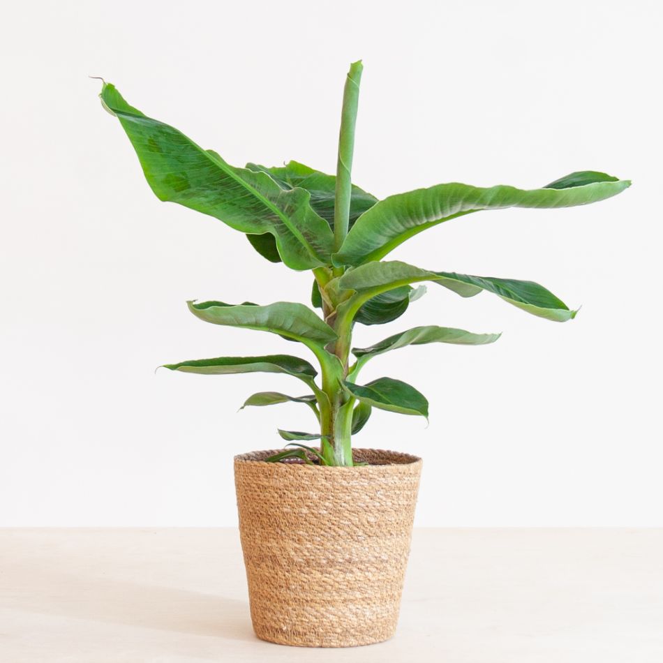 Musa Tropicana (Bananenplant) - P17