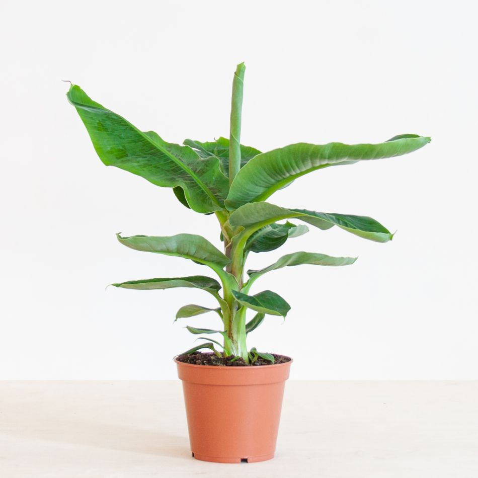 Musa Tropicana (Bananenplant) - P17