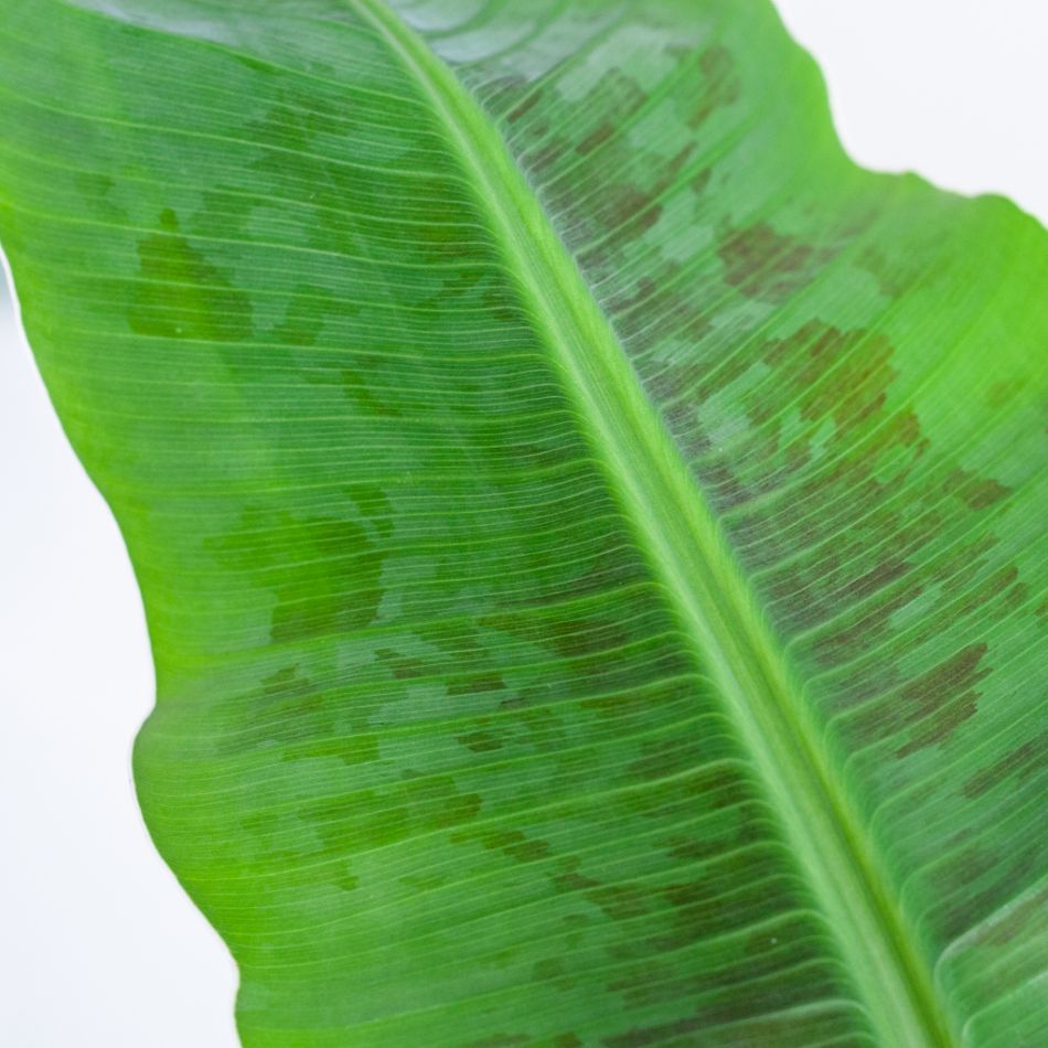 Musa Dwarf Cavendish - Bananenplant - P21