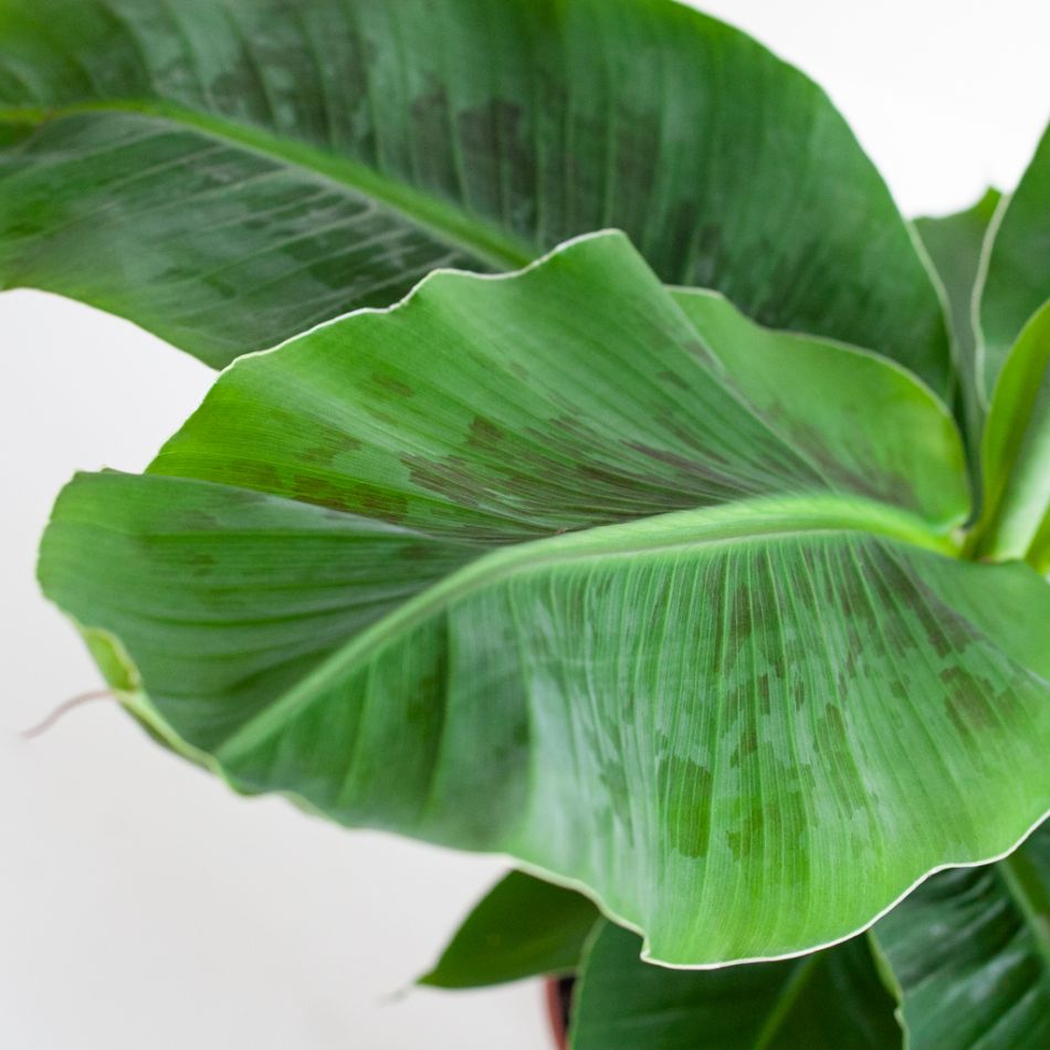 Musa Dwarf Cavendish - Bananenplant - P21