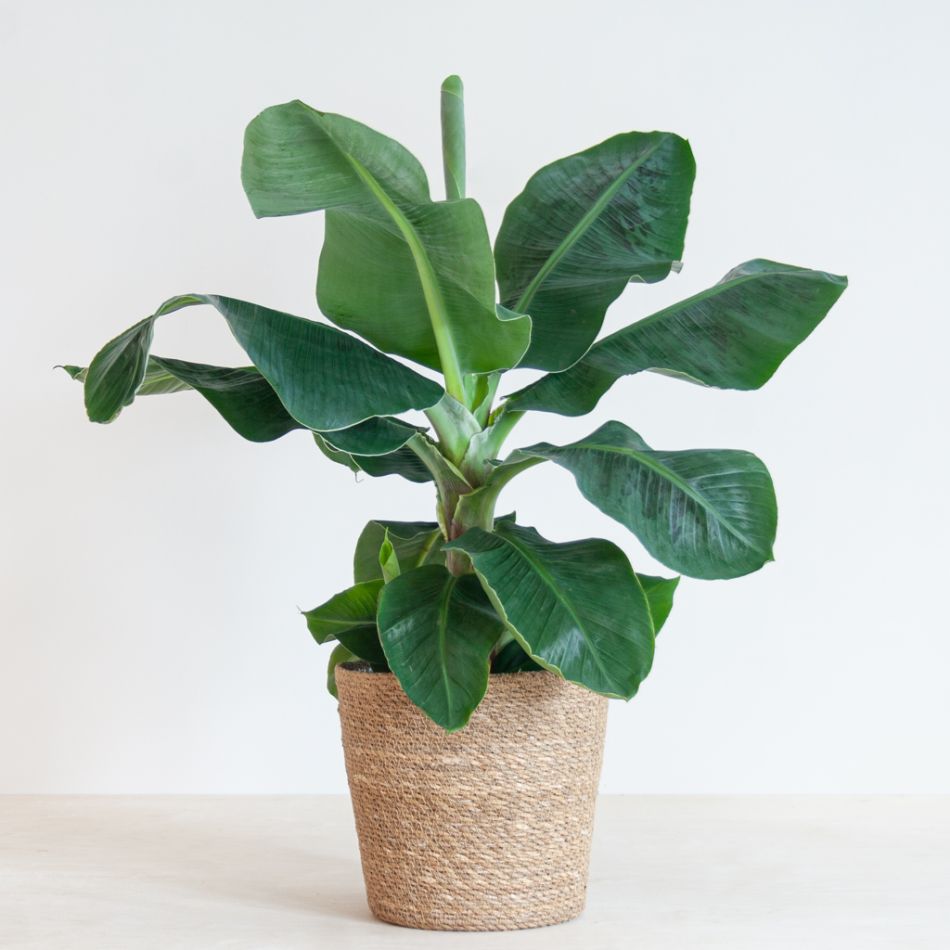Musa Dwarf Cavendish - Bananenplant - P21