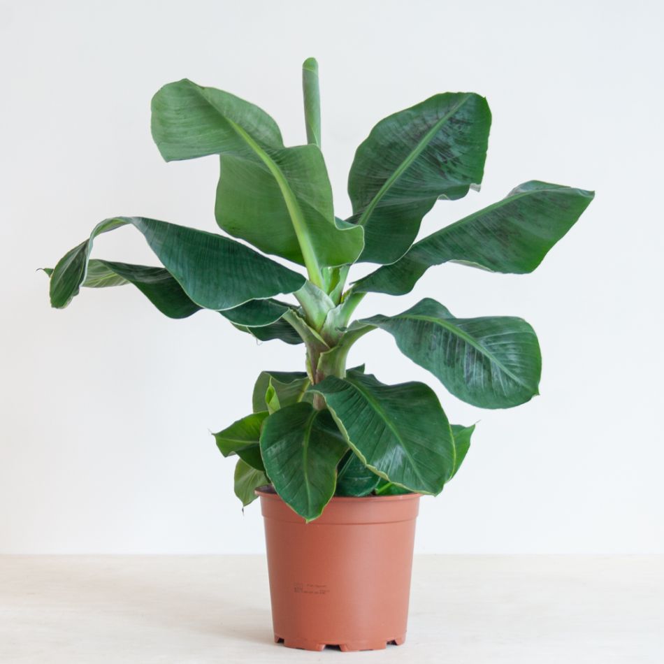 Musa Dwarf Cavendish - Bananenplant - P21