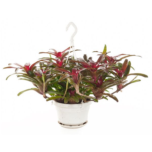 neoregelia fireball