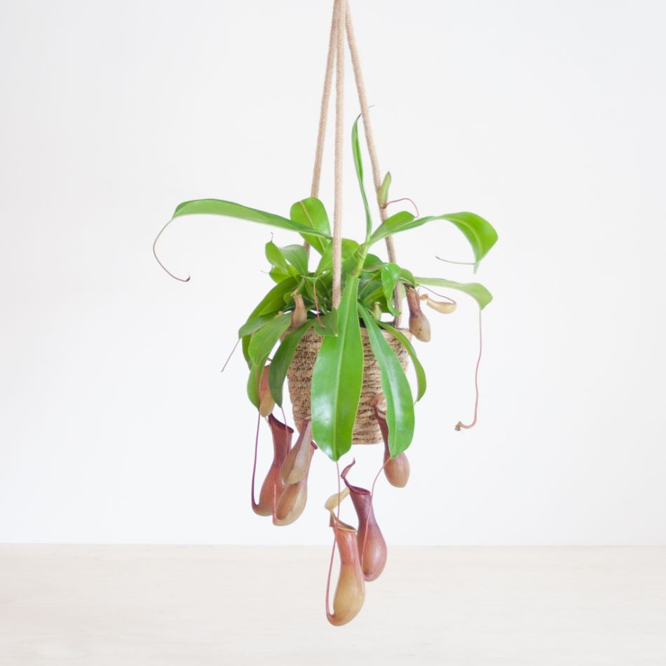 Nepenthes Alata - Bekerplant - P14
