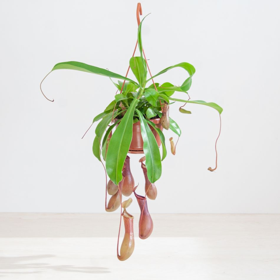 Nepenthes Alata - Bekerplant - P14