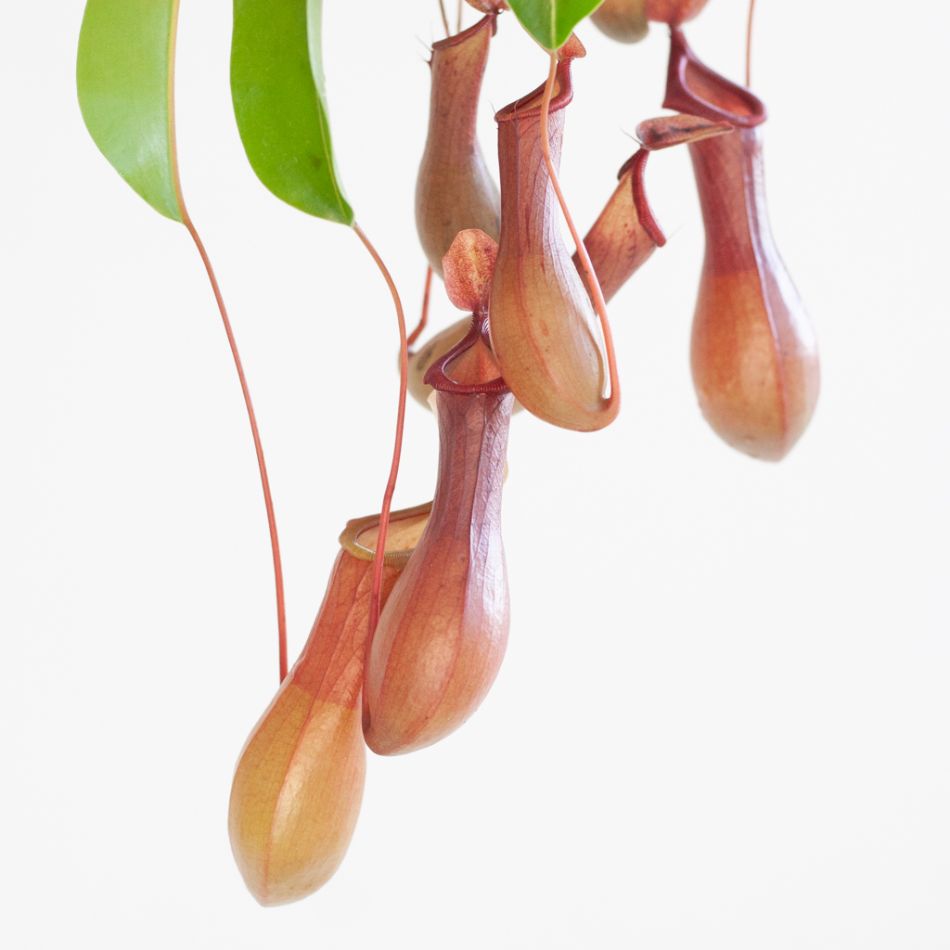 Nepenthes Alata - Bekerplant - P14